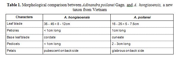 Adinandra hongiaoensis H. T. Son & L. V. Dung. A. Leafy branch. B. Leaf