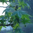 Liquidambar_styraciflua5