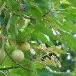 Starr_070215-4556_Aleurites_moluccana