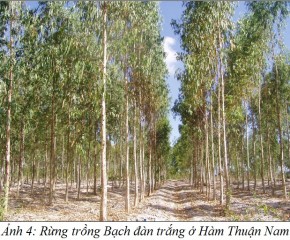 BachdanTrang