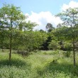 ChieuLieu