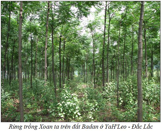 Kỹ thuật trồng cây Xoan ta | Blog Cây Cảnh